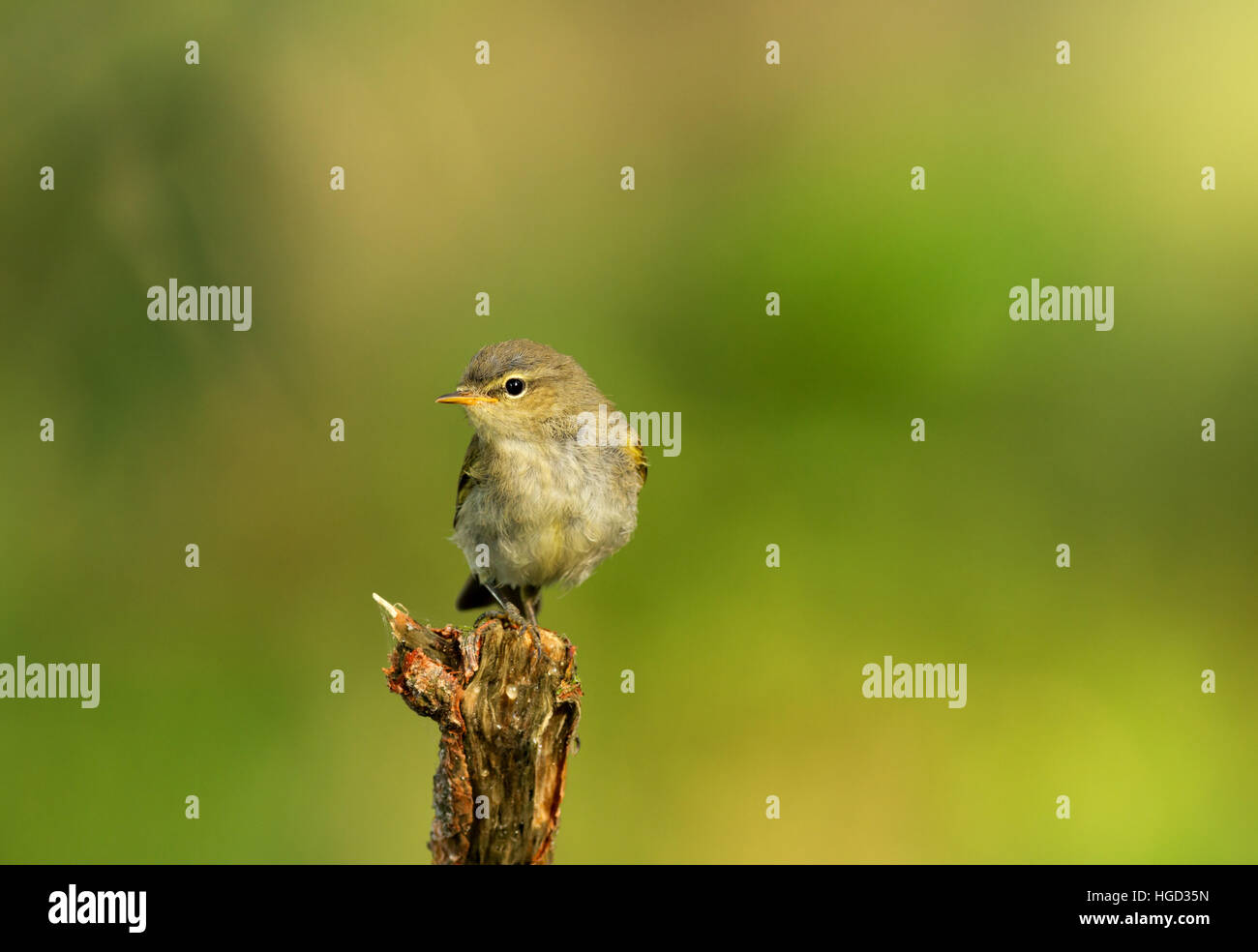 Wood warbler (Phylloscopus sibilatrix) summer, sitting on a branch on a green background of foliage of trees with shallow depth of field.Horizontal vi Stock Photo