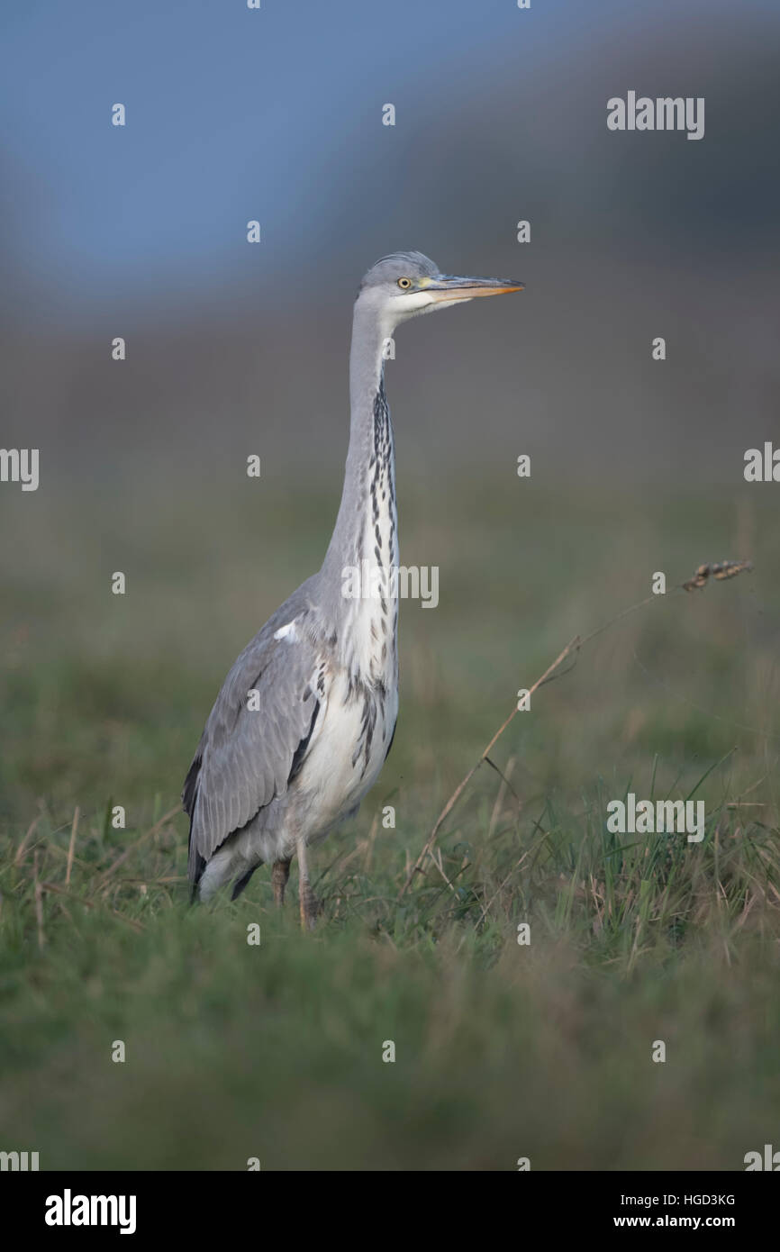 Gray Heron ( Ardea cinerea ), strutting through a wet meadow, typical surrounding, elegant, taken from low point of view. Stock Photo