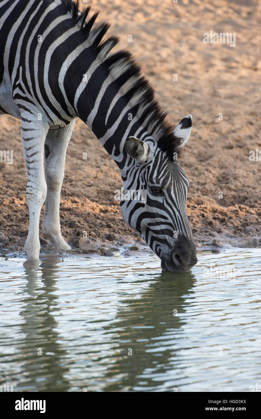 Headshot of Plains Zebra  Equus burchelli / quagga drinking at a water hole in Mkuze South Africa Stock Photo