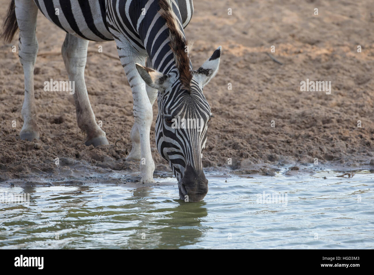 Headshot of Plains Zebra  Equus burchelli / quagga drinking at a water hole in Mkuze South Africa Stock Photo