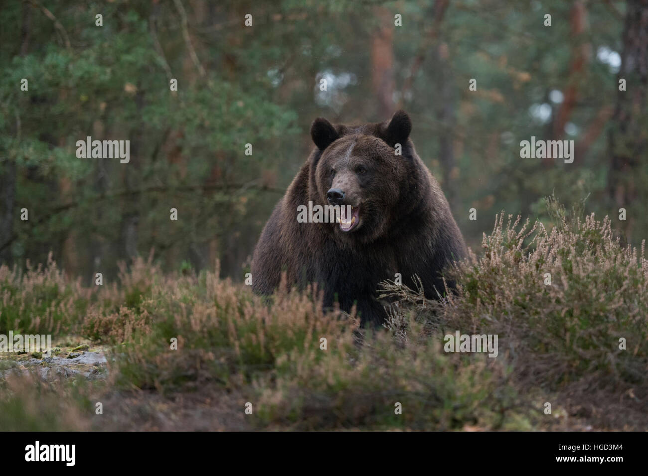 European Brown Bear ( Ursus arctos ) in the undergrowth of a forest, seems to be annoyed, aggressive, showing its teeth. Stock Photo