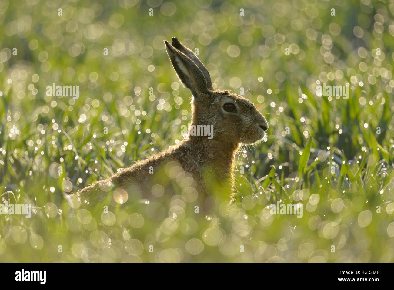 Brown Hare / European Hare ( Lepus europaeus ) sits in a dew wet field of winter wheat, in first morning sunlight, backlight. Stock Photo