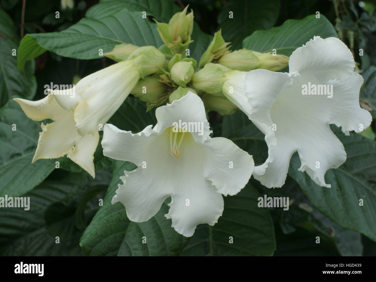 Beaumontia grandiflora Stock Photo