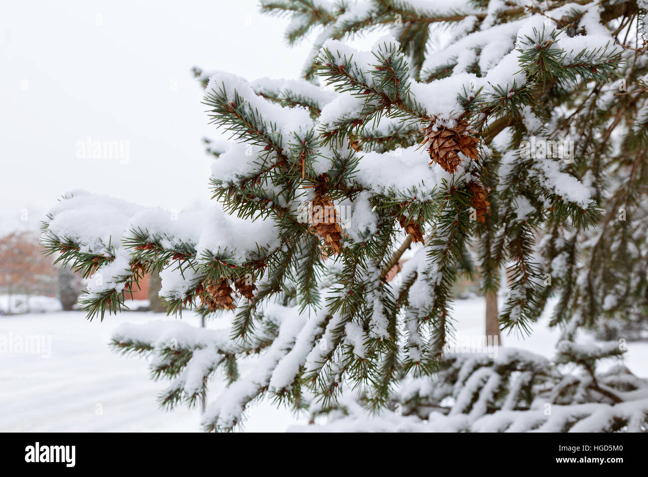 Frozen pine branches in the snow snow winter tree branch cones Stock ...