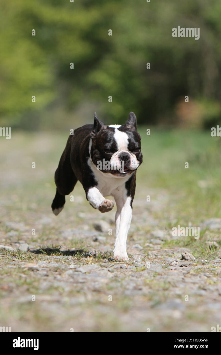 running with boston terrier