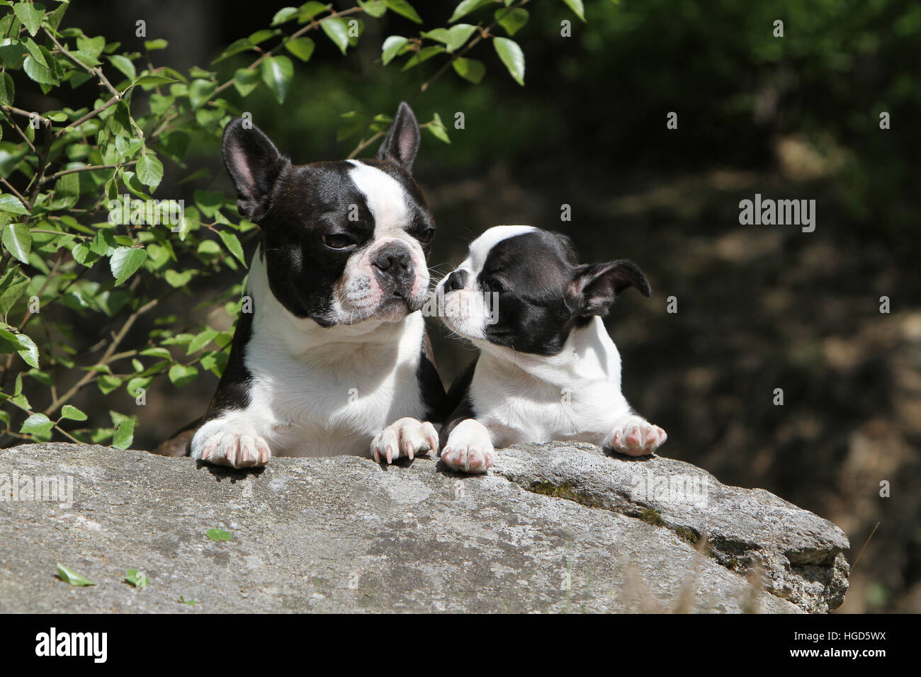 Boston Rock Group High Resolution Stock Photography And Images Alamy