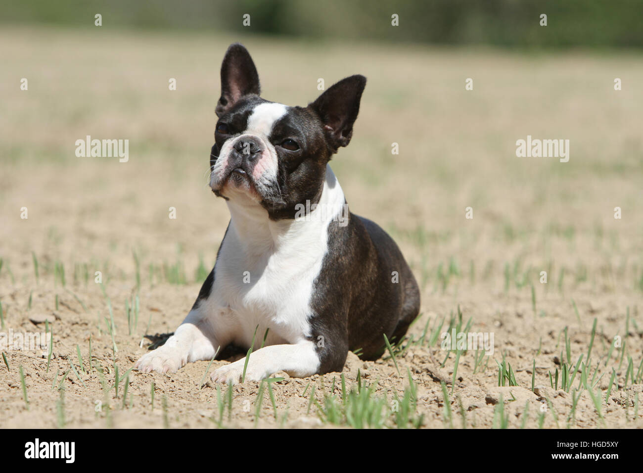 Dog Boston Terrier adult black with white On the ground lying Stock ...