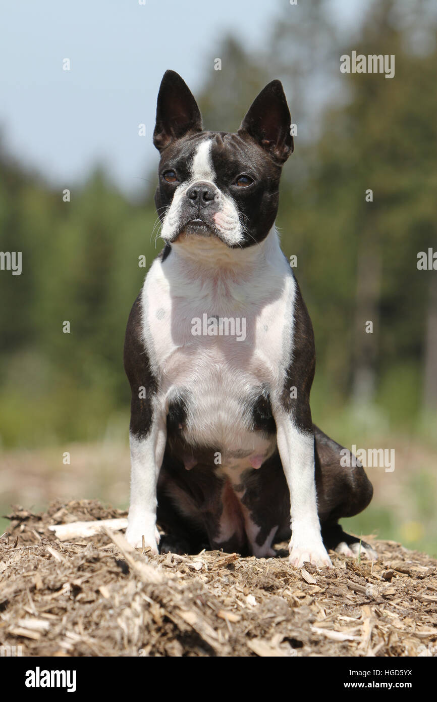 Boston bull terrier hires stock photography and images Alamy