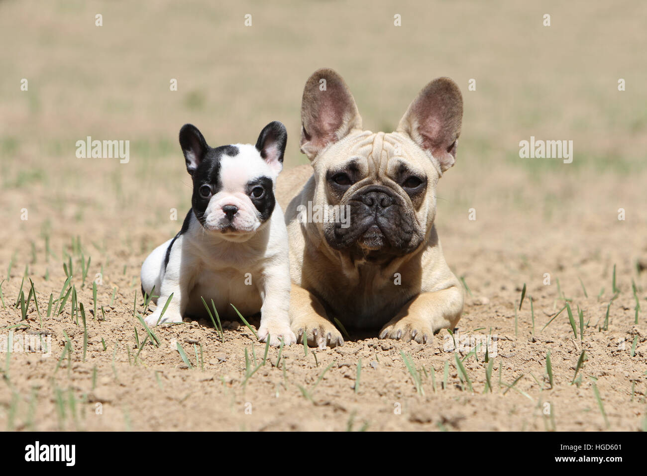 french bulldog puppy to adult