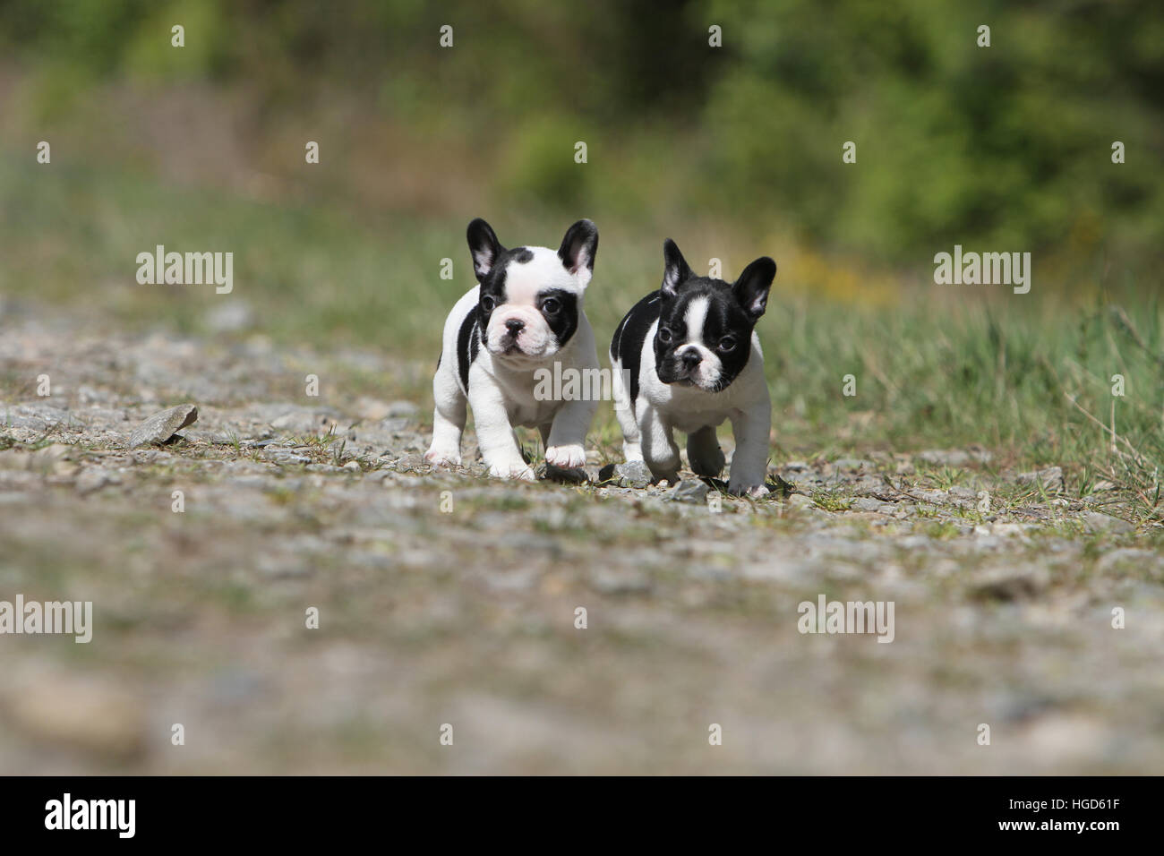 Dog French Bulldog / Bouledogue Français two puppy black and white running Stock Photo