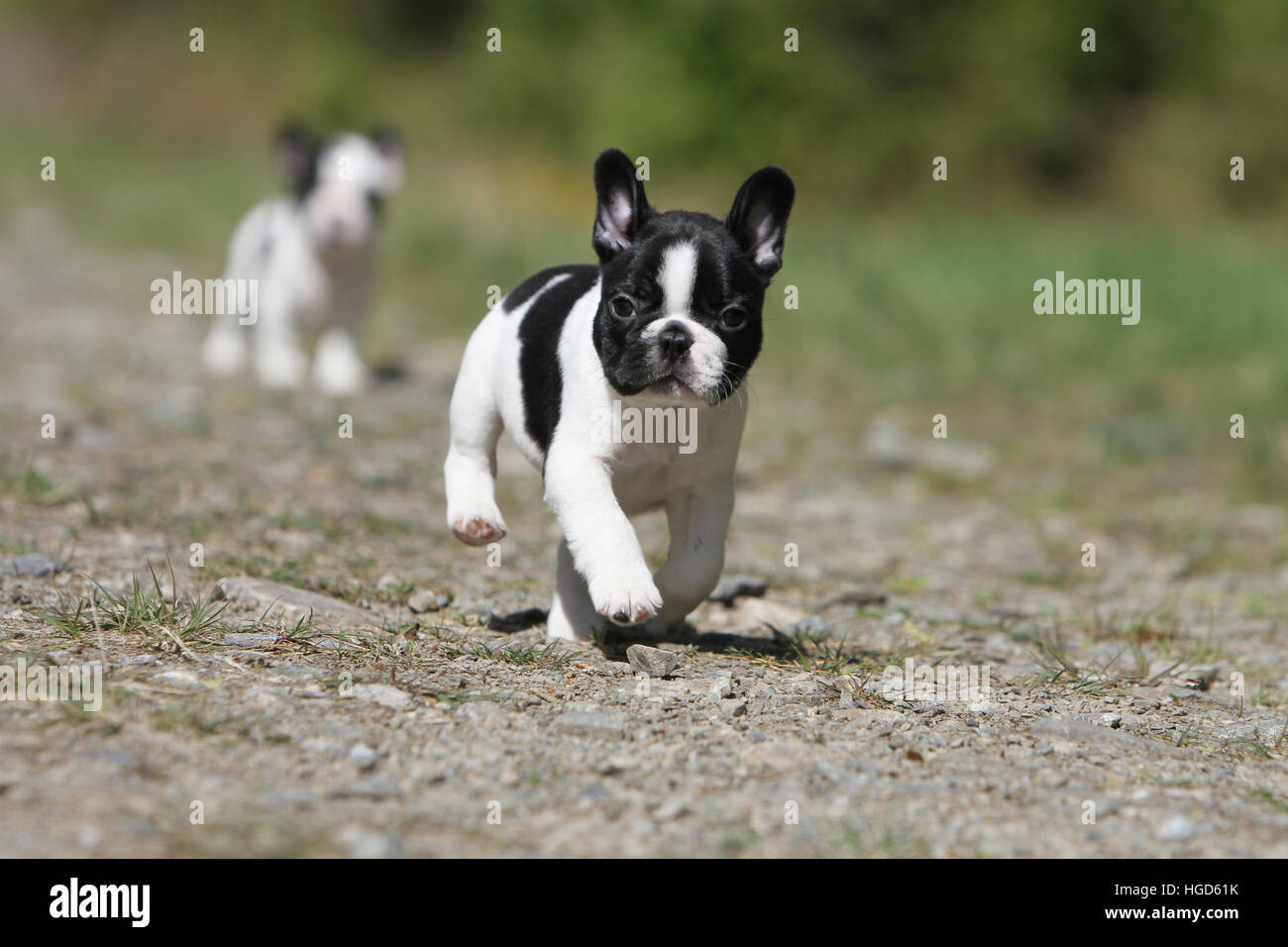 Dog French Bulldog / Bouledogue Français puppy running In a path black and  white Stock Photo - Alamy