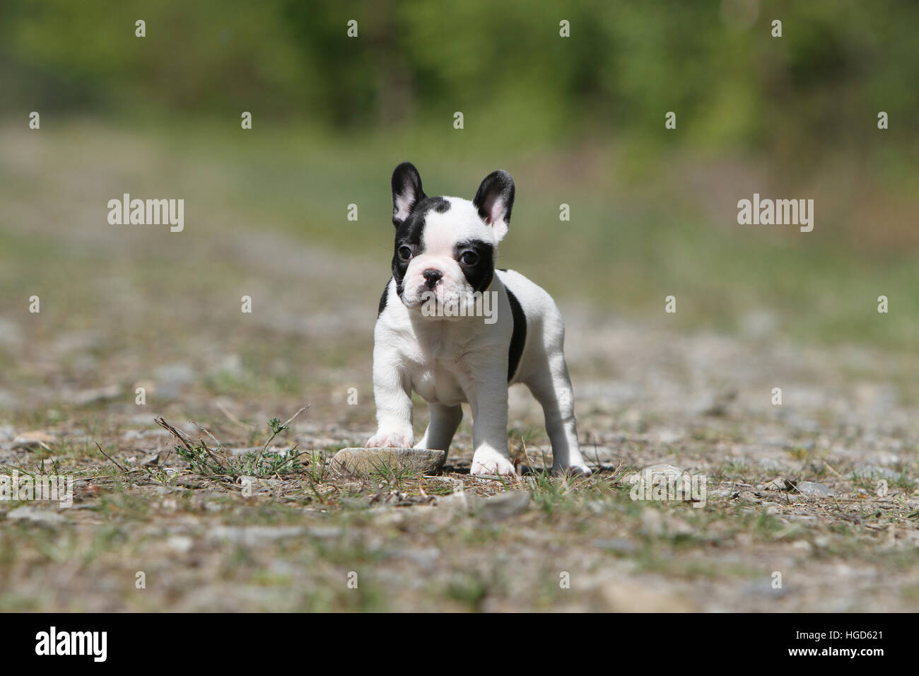 Pied face french bulldog sale