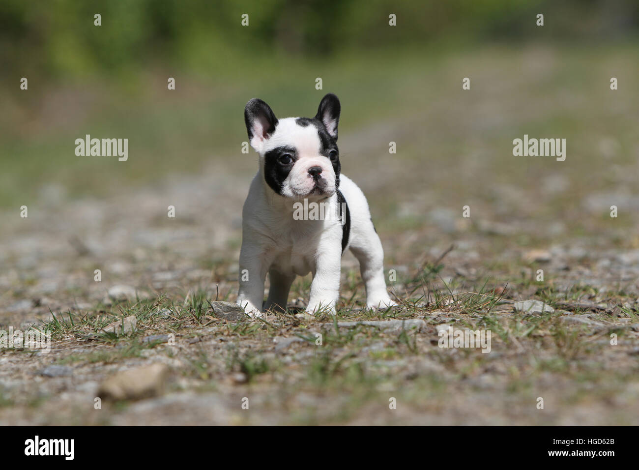 Dog French Bulldog / Bouledogue Français  Pied puppy standing face black and white Stock Photo