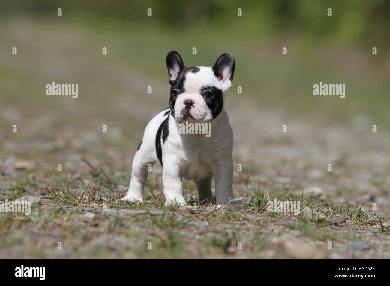 Dog French Bulldog / Bouledogue Français Pied puppy standing face black and  white Stock Photo - Alamy