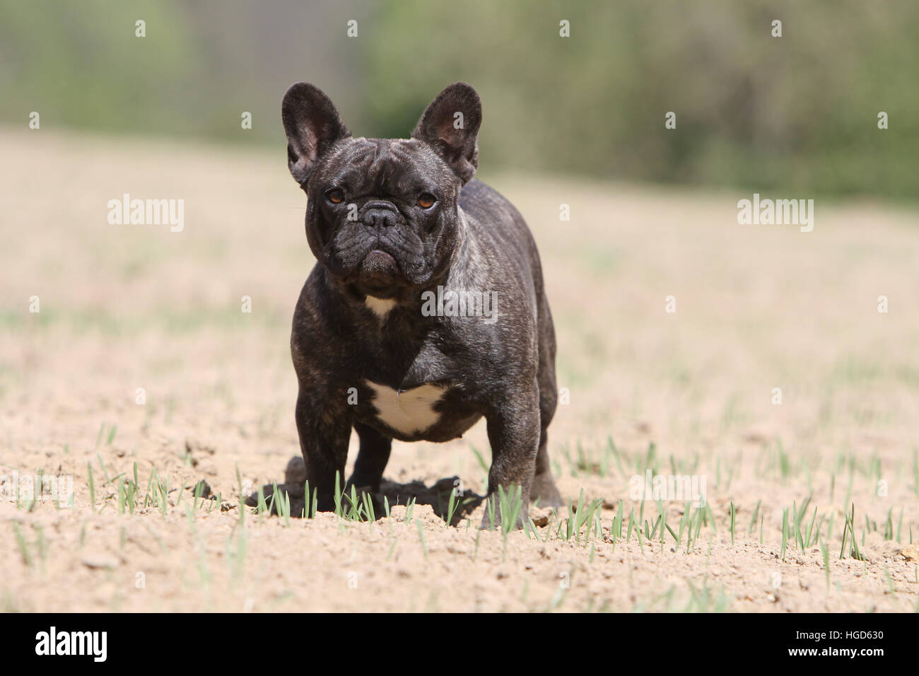 Dog French Bulldog / Bouledogue Français adult standing Brindle Stock Photo  - Alamy