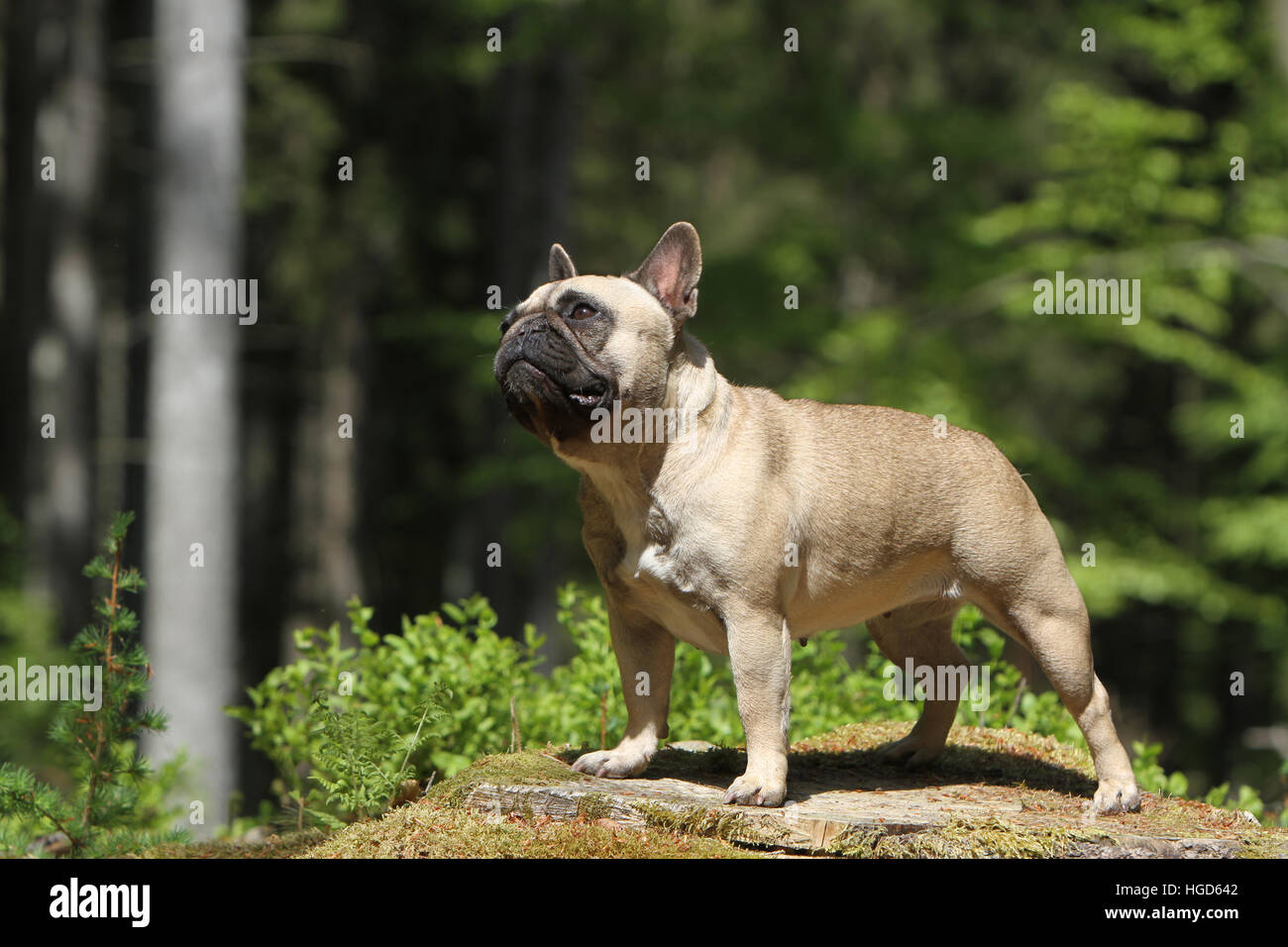 Dog French Bulldog Bouledogue Fran ais adult standing on a tree