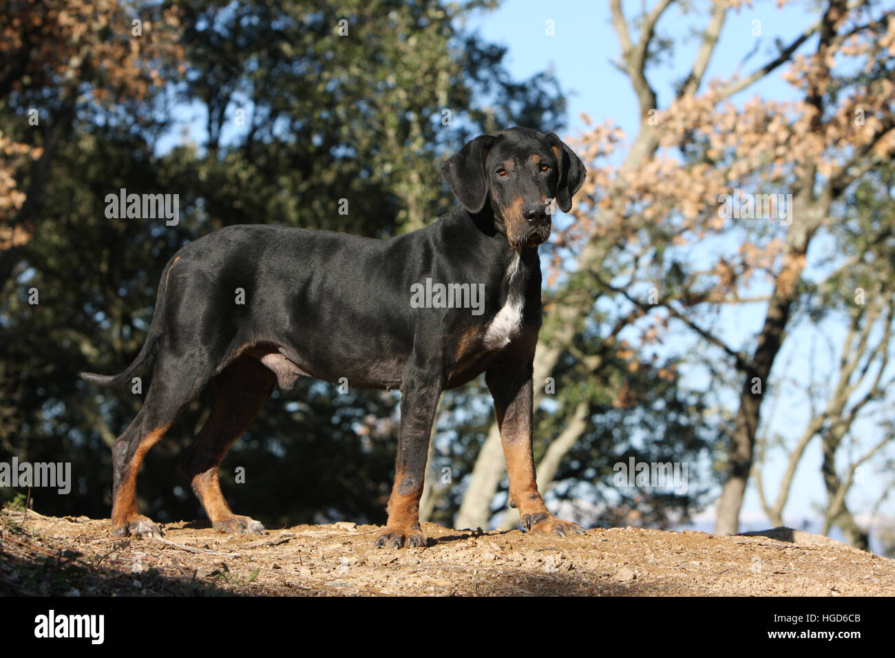 Dog DogsTransylvanian Hound / Erdelyi kopo adult adult profile standing standard Stock Photo