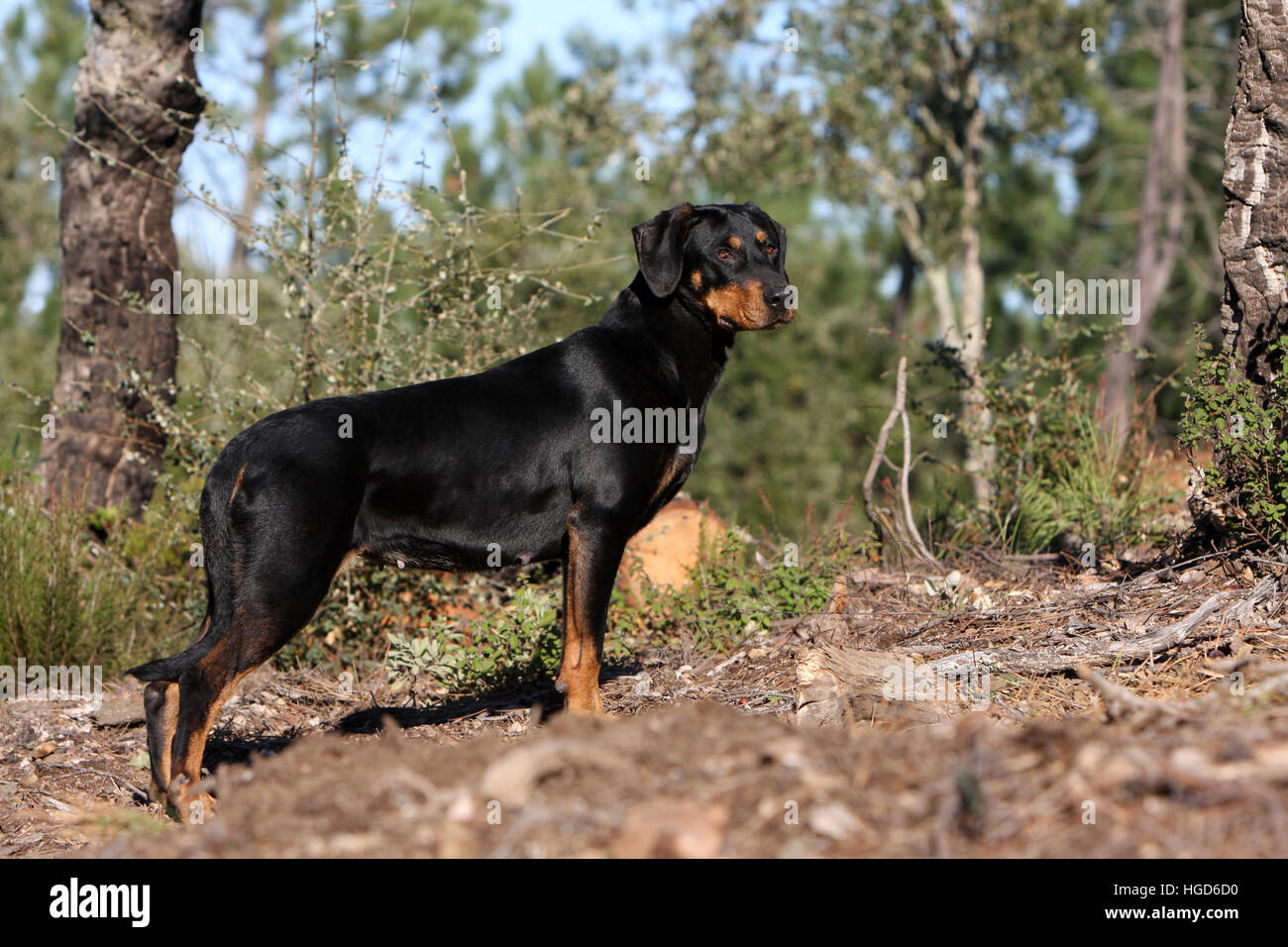 Transylvanian Hound High Resolution Stock Photography And Images Alamy