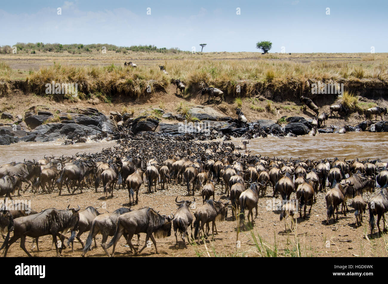 Wildebeest, White Bearded Brindled or Blue (Connochaetes taurinus) Crossing the Mara River Stock Photo