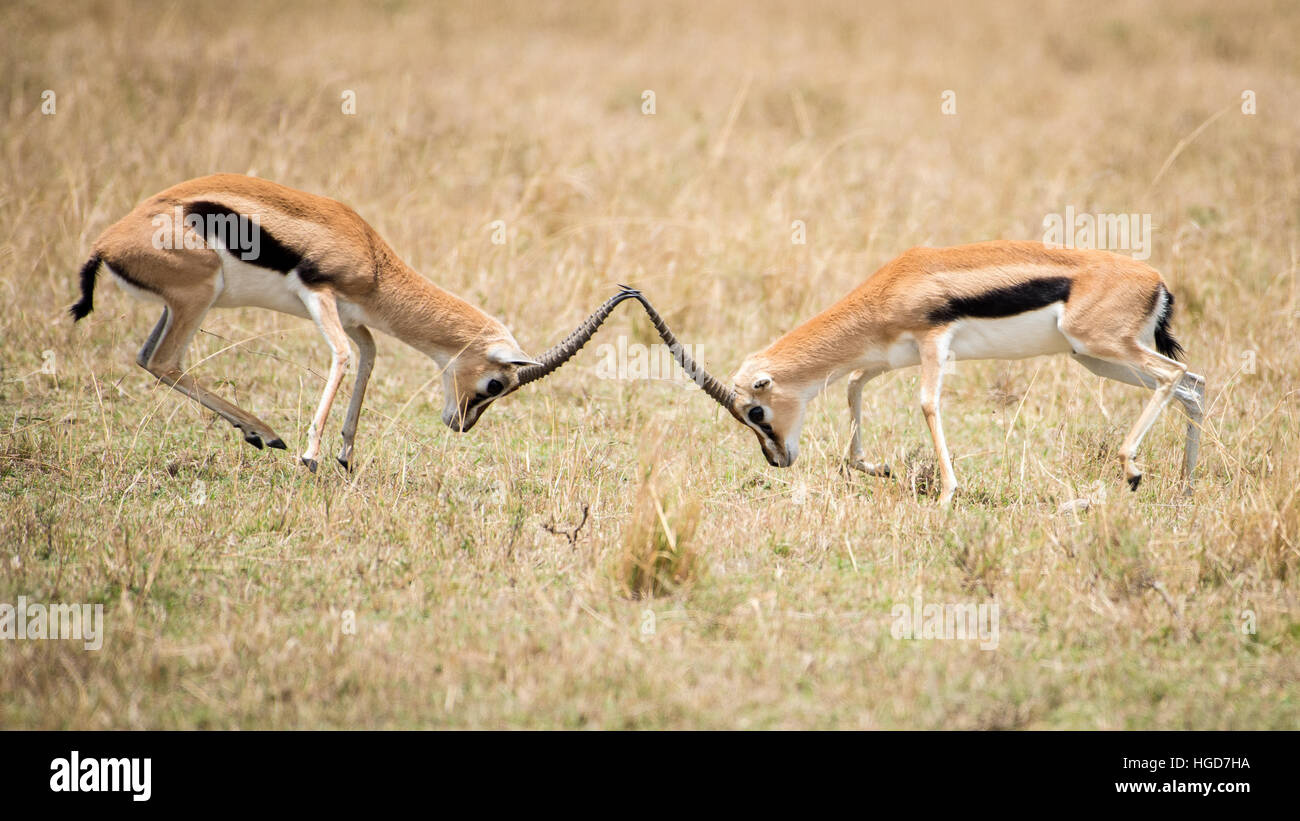 Male thomsons gazelle serengeti hi-res stock photography and images - Alamy