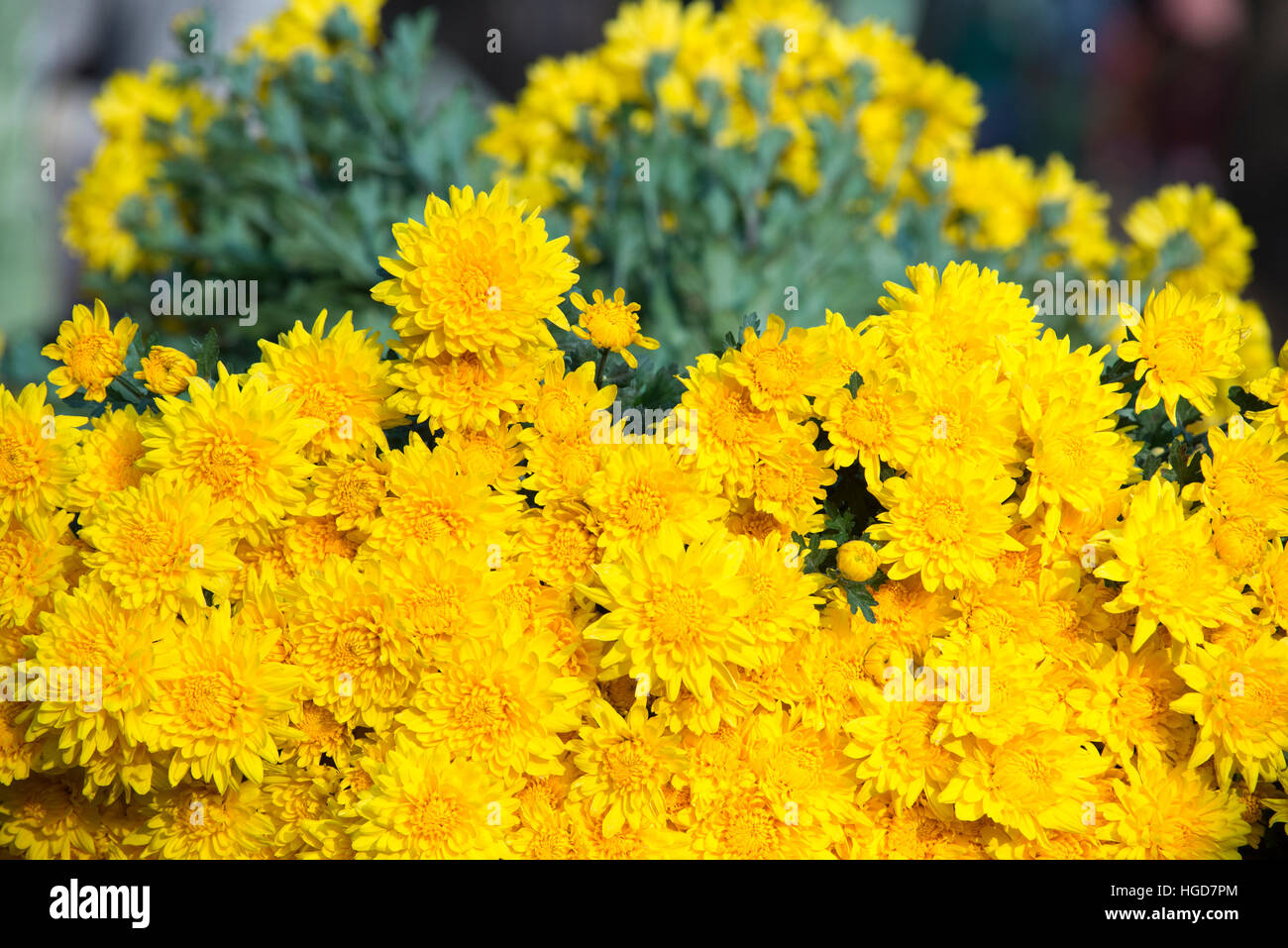 Colorful flowers for sale at the wholesale flower market in Kyauk Mee on the roadside to Pyin Oo
