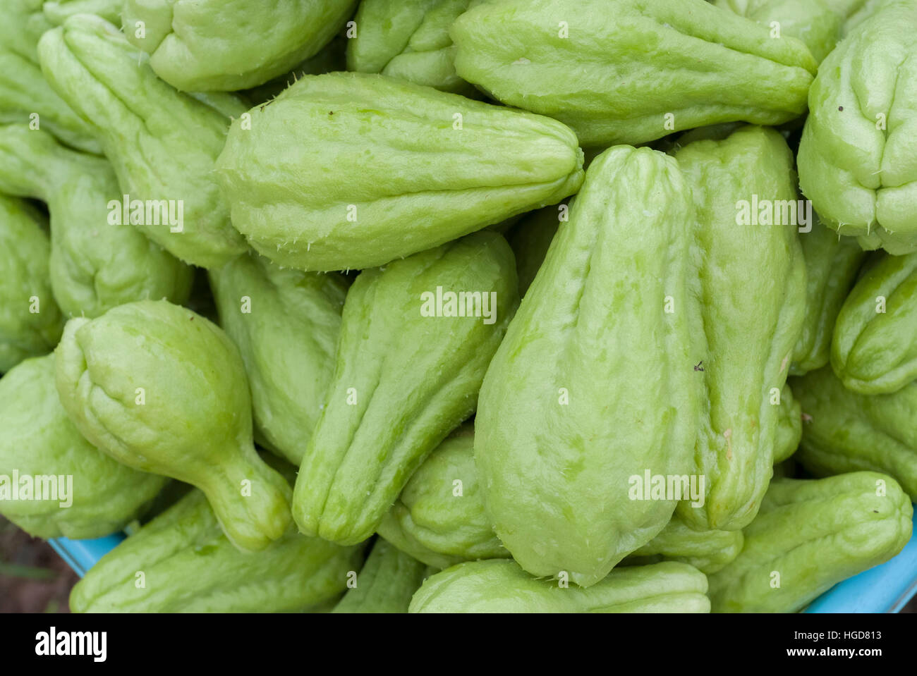Pile of green chayote squash freshly picked from the trees Stock Photo