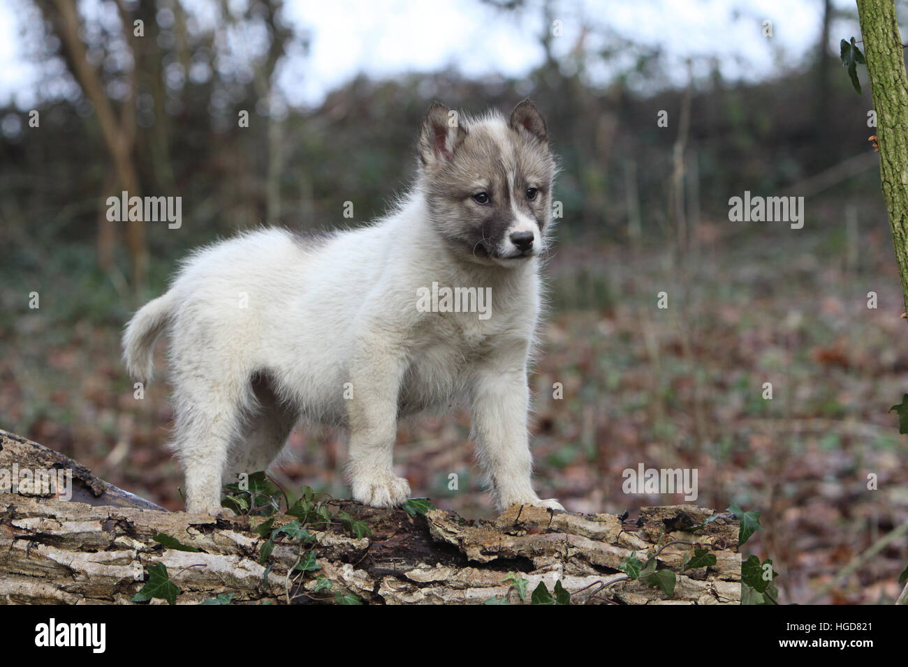 Dog dogs Greenland / puppy standing in a forest Stock Photo Alamy