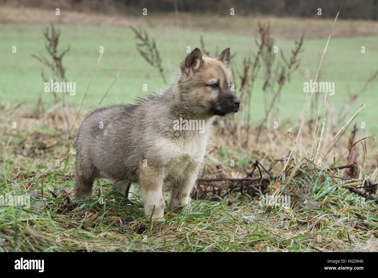 Dogs Greenland Dog /  puppy standing in a maedow Stock Photo