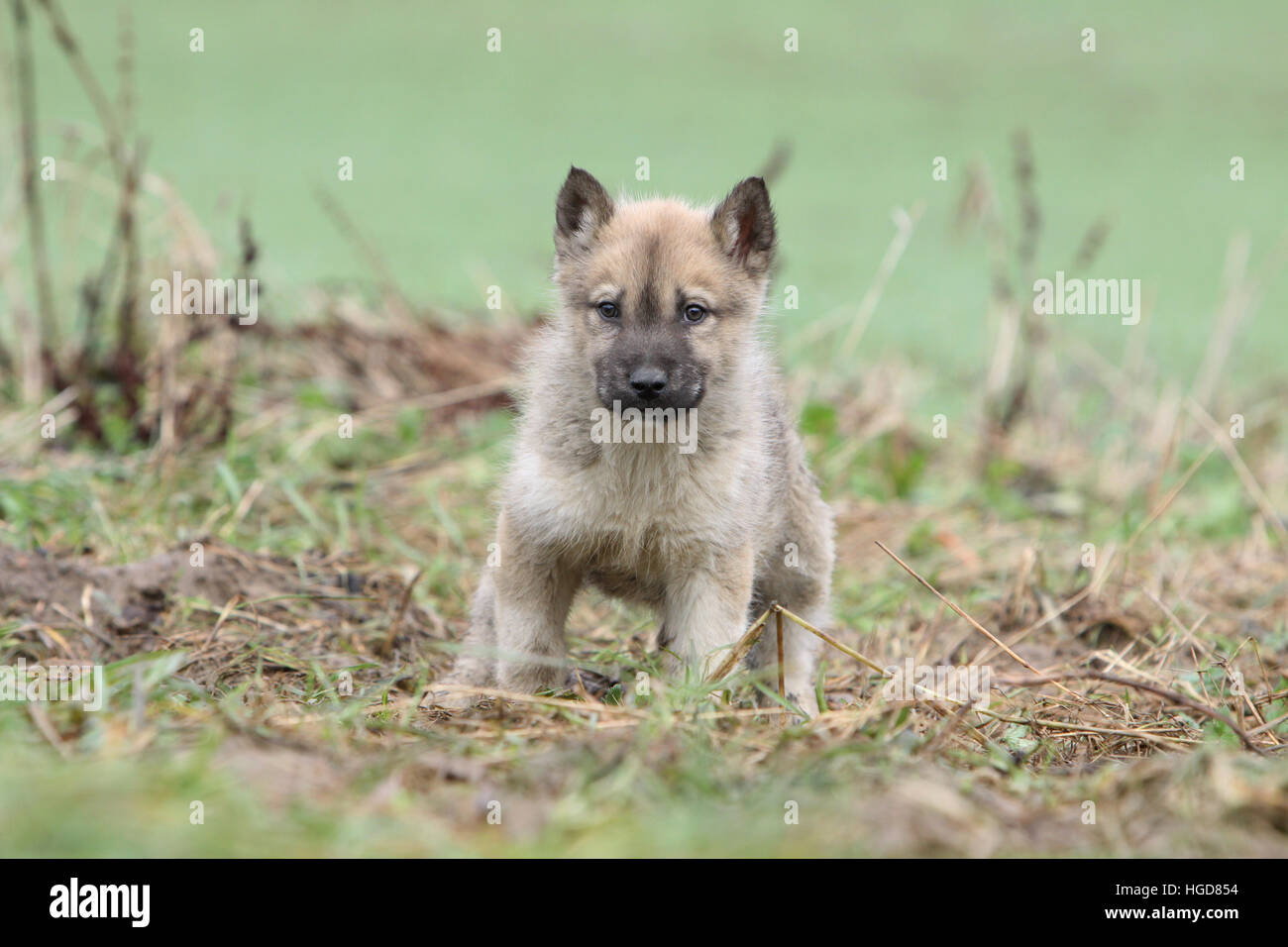 Dogs Greenland Dog /  puppy standing in a maedow Stock Photo