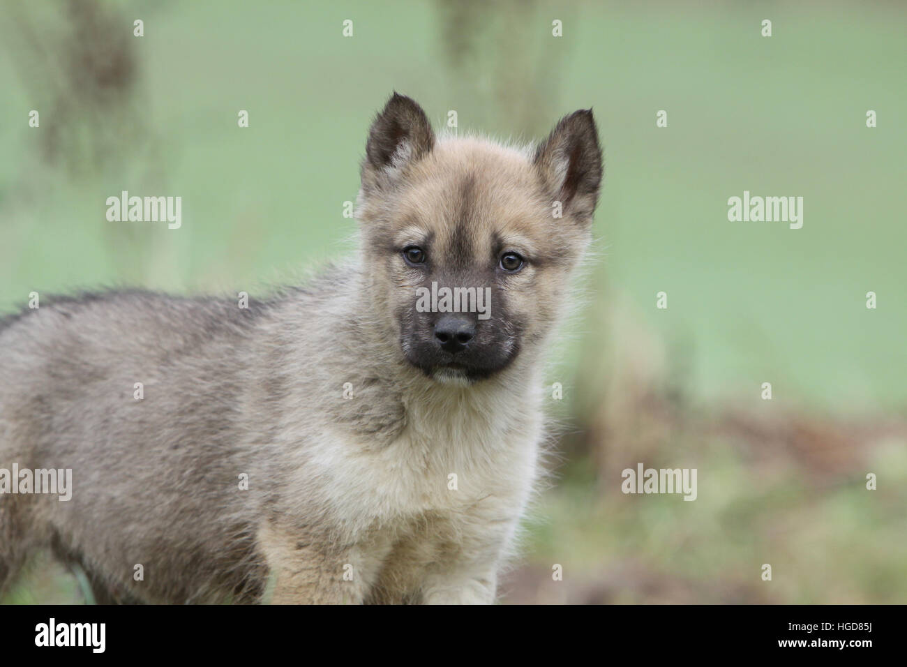 Dog dogs Greenland / puppy puppies standing in a meadow Stock Photo Alamy