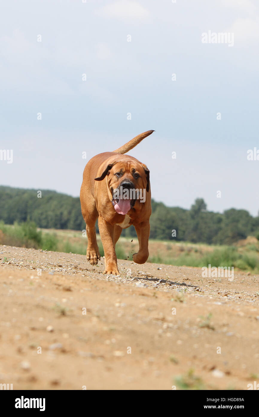 Dog Tosa Inu / Japanese Mastiff  adult running in a field Stock Photo