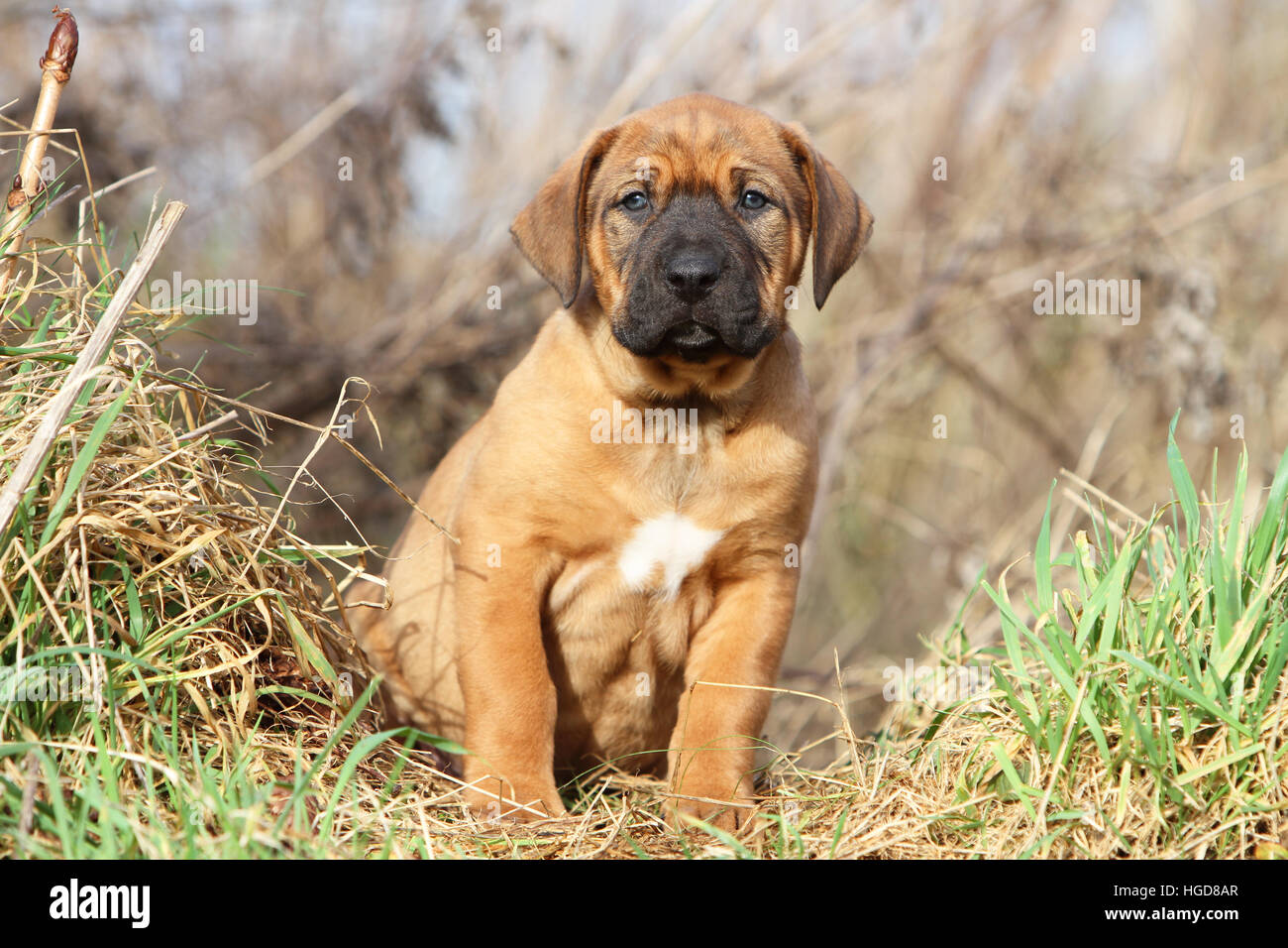 Dog Tosa Inu / Japanese Mastiff  puppy sitting in a meadow Stock Photo