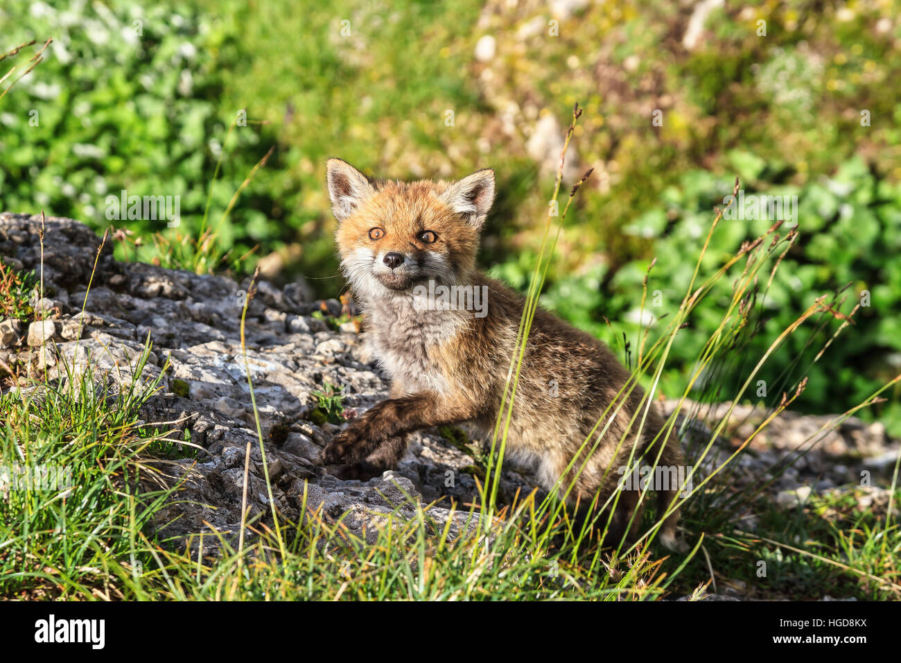 small Red Fox in Alpine meadow at the edge of a forest Stock Photo