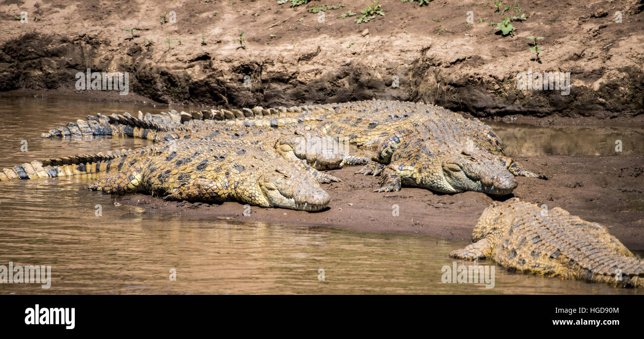 Crocodiles (crocodylidae) in the Mara River Stock Photo