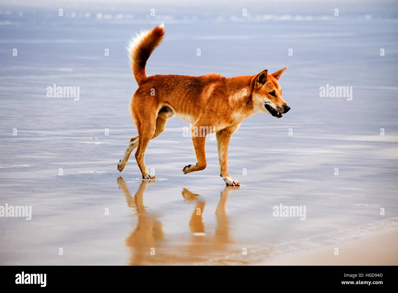 Lonely brown coloured dingo wolf - god on sandy beach of isolated national park in Australian Queensland - Fraser island. Wild and free native austral Stock Photo