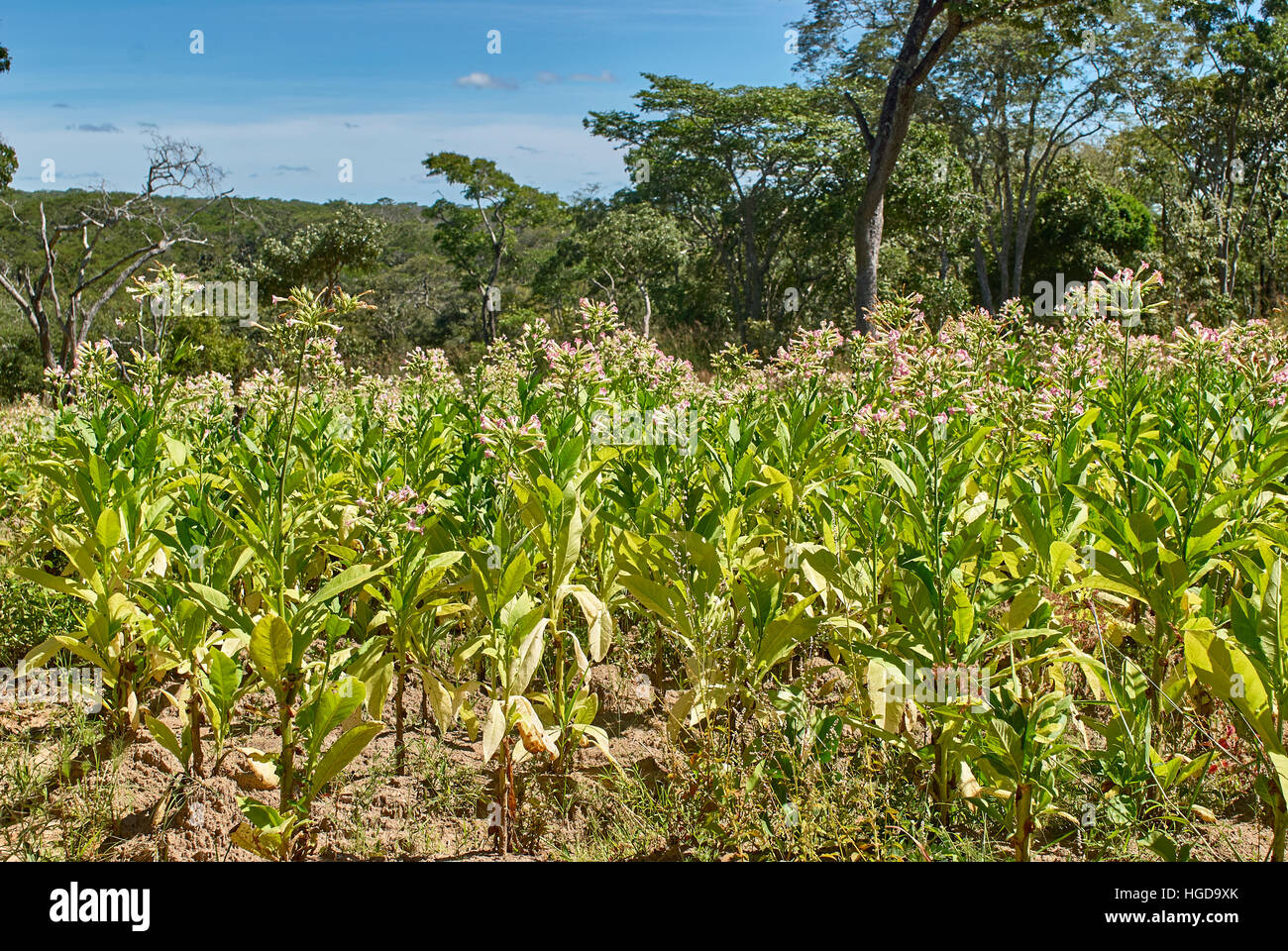 Tobacco farming in remote dense forest, Tanzania Stock Photo