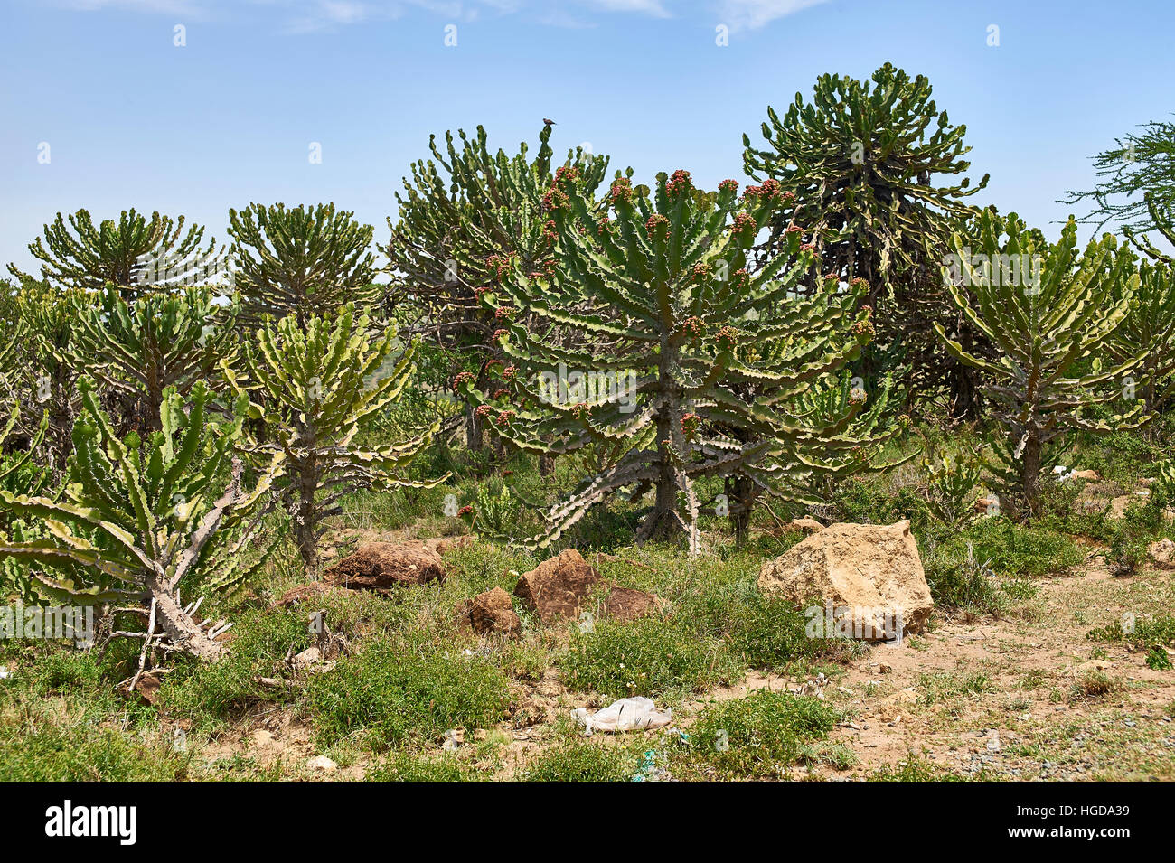 Flowering Euphorbia trees, Tanzania Stock Photo