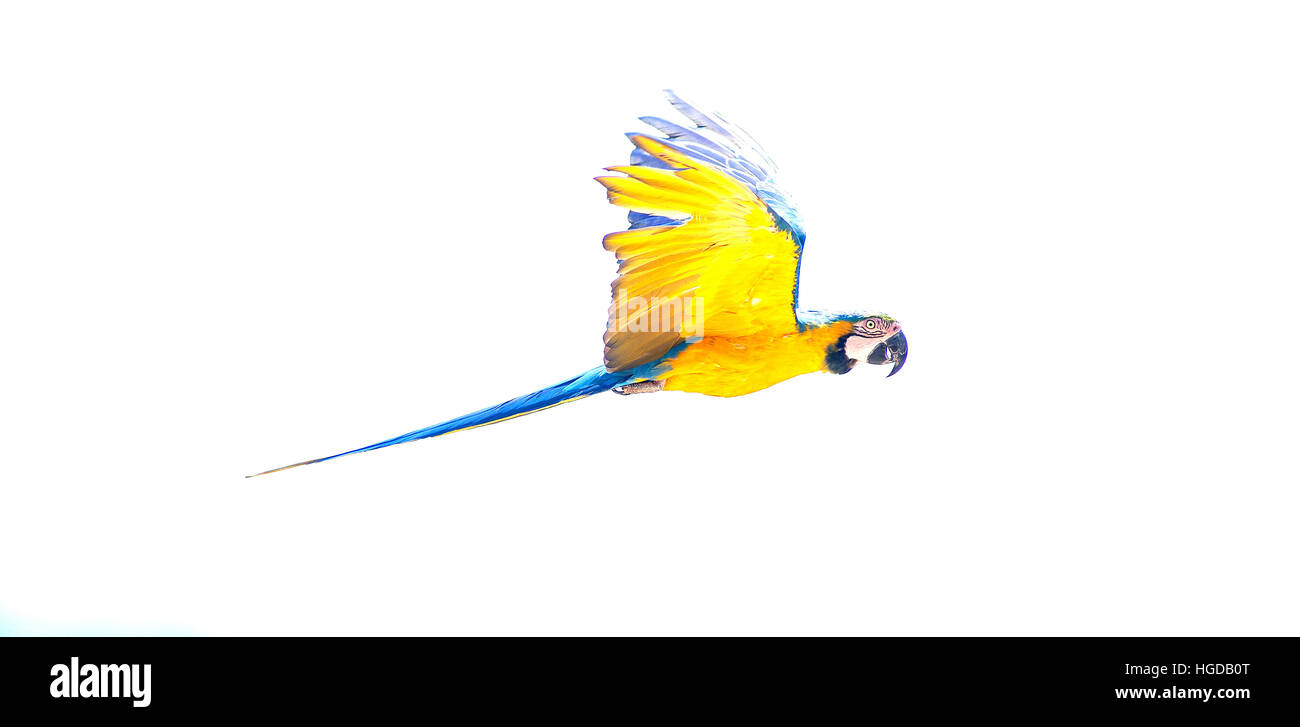 Blue and yellow Macaw, Flight, Ara ararauna, Stock Photo