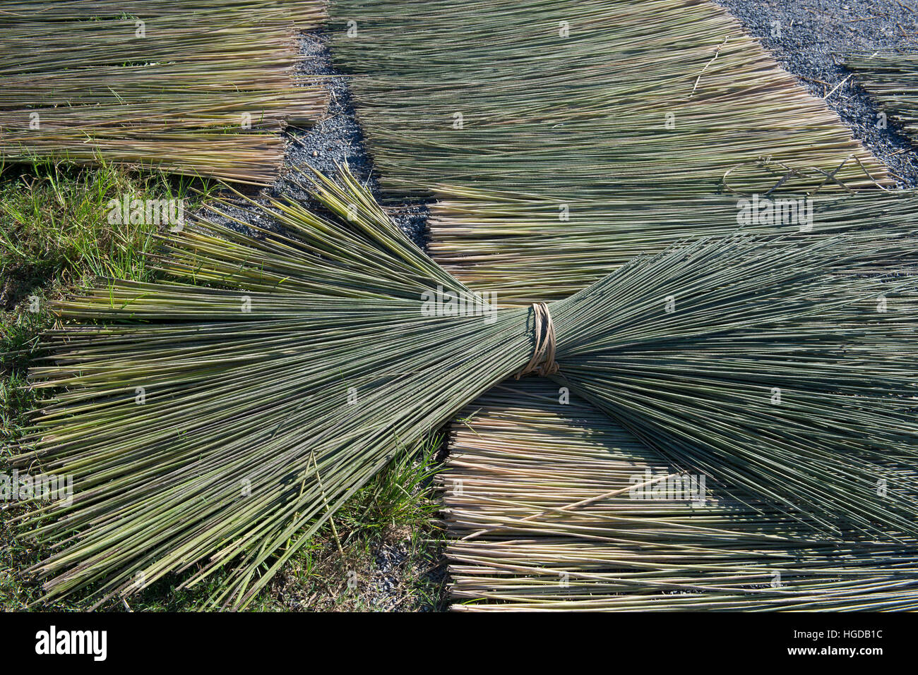 Thailand, Patthalung, Tale Noi, Drying of grey rushes or sedges, Lepirona articulata, Stock Photo
