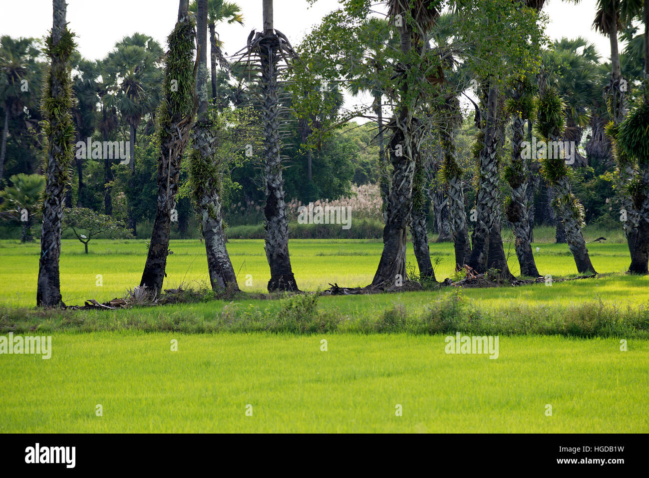 Thailand, Palm trees in the midden of rice paddies Stock Photo
