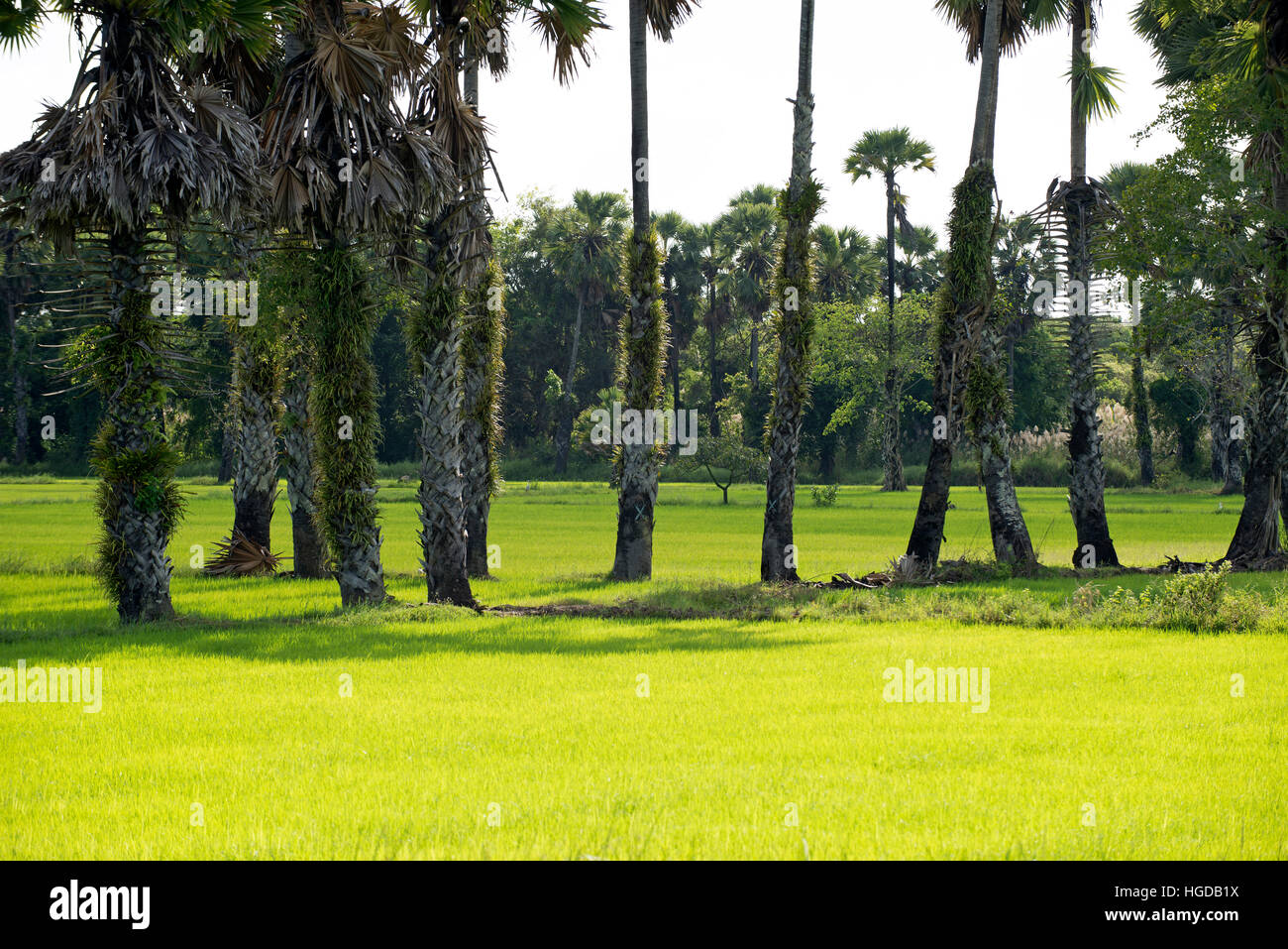 Thailand, Palm trees in the midden of rice paddies Stock Photo