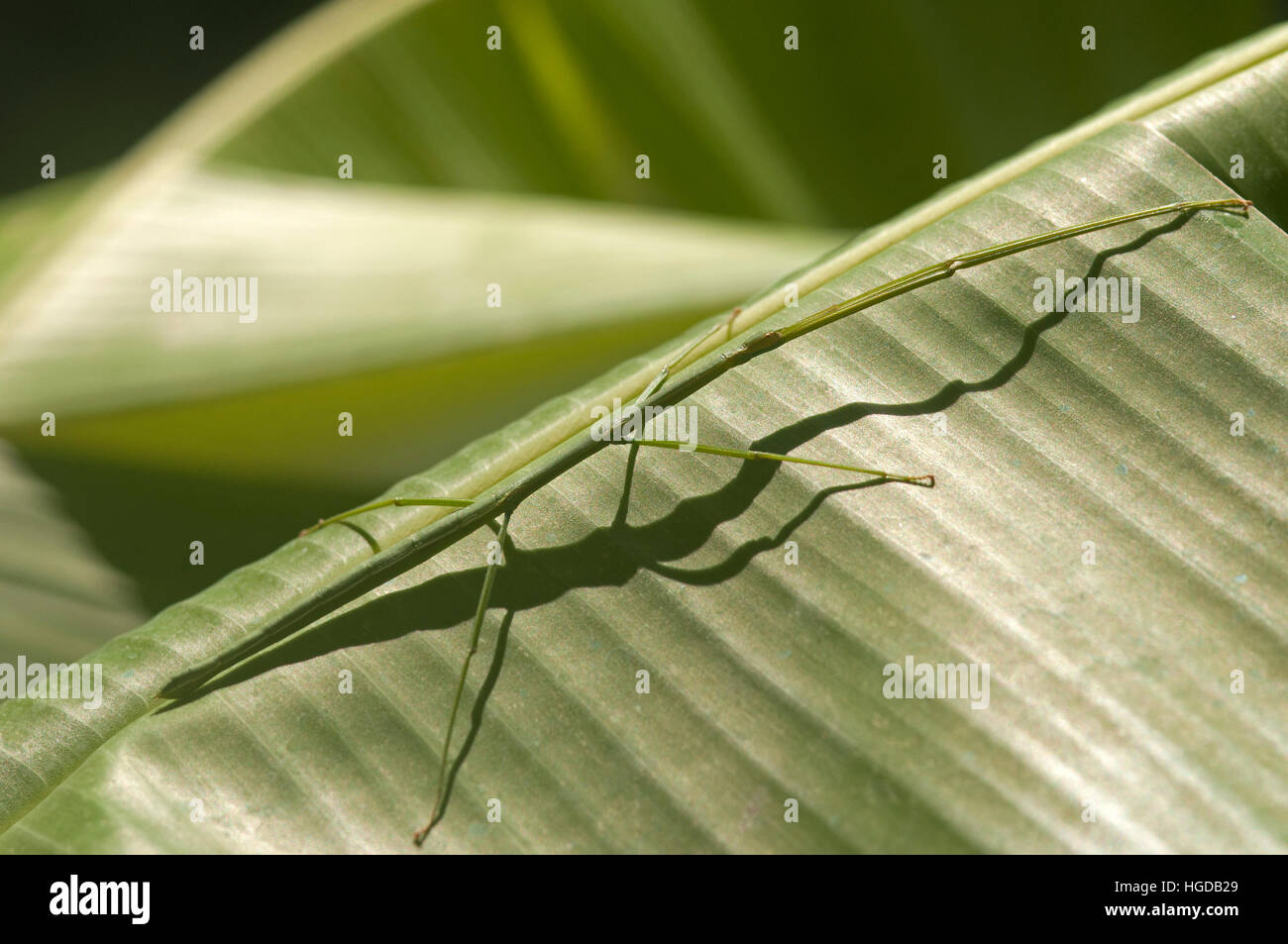 Stick insect, Baculum thaii, female, Thailand, Stock Photo
