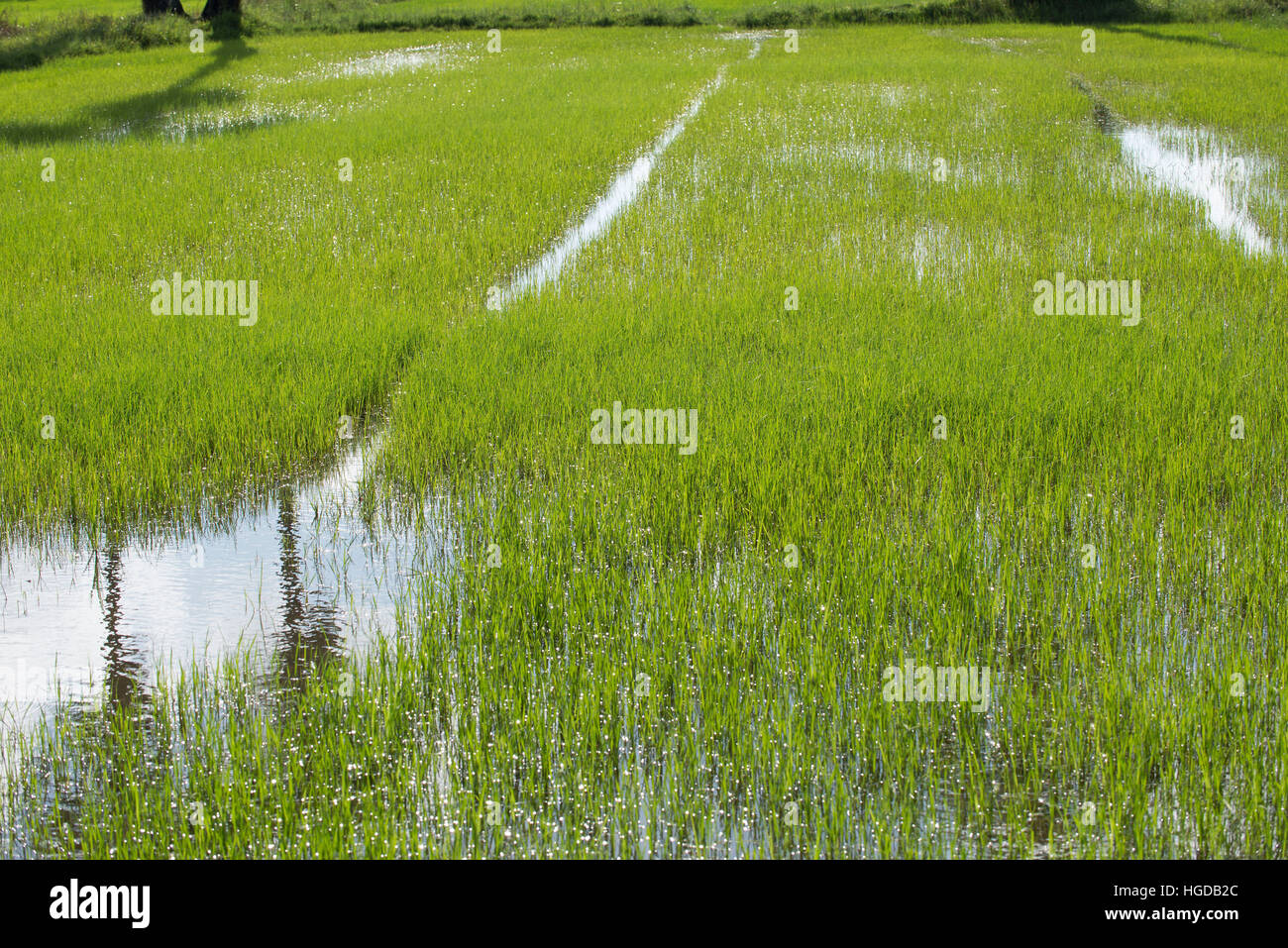 Thailand, Patthalung, rice field Stock Photo