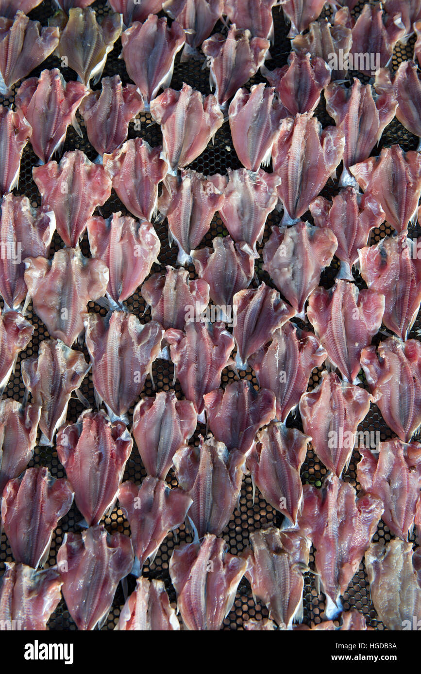 Fishies hi-res stock photography and images - Alamy