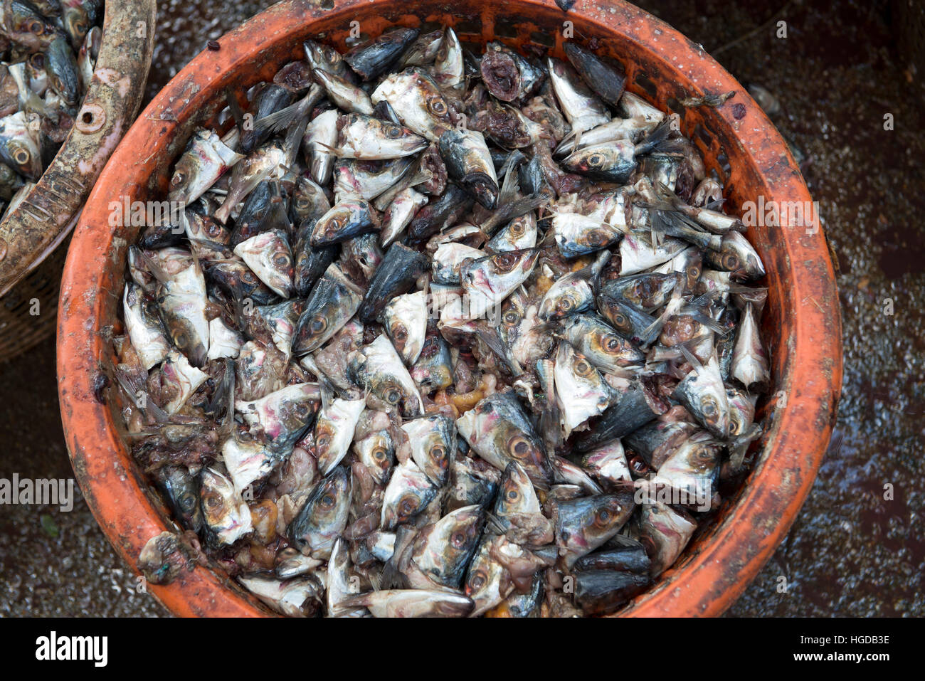 Thailand, Songkhla, Koh Yo, Waste of fishes to make flours intended for the animal feed Stock Photo
