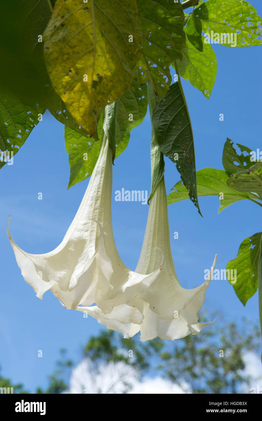 Angel's trumpet, Brugmansia x Candida, Stock Photo