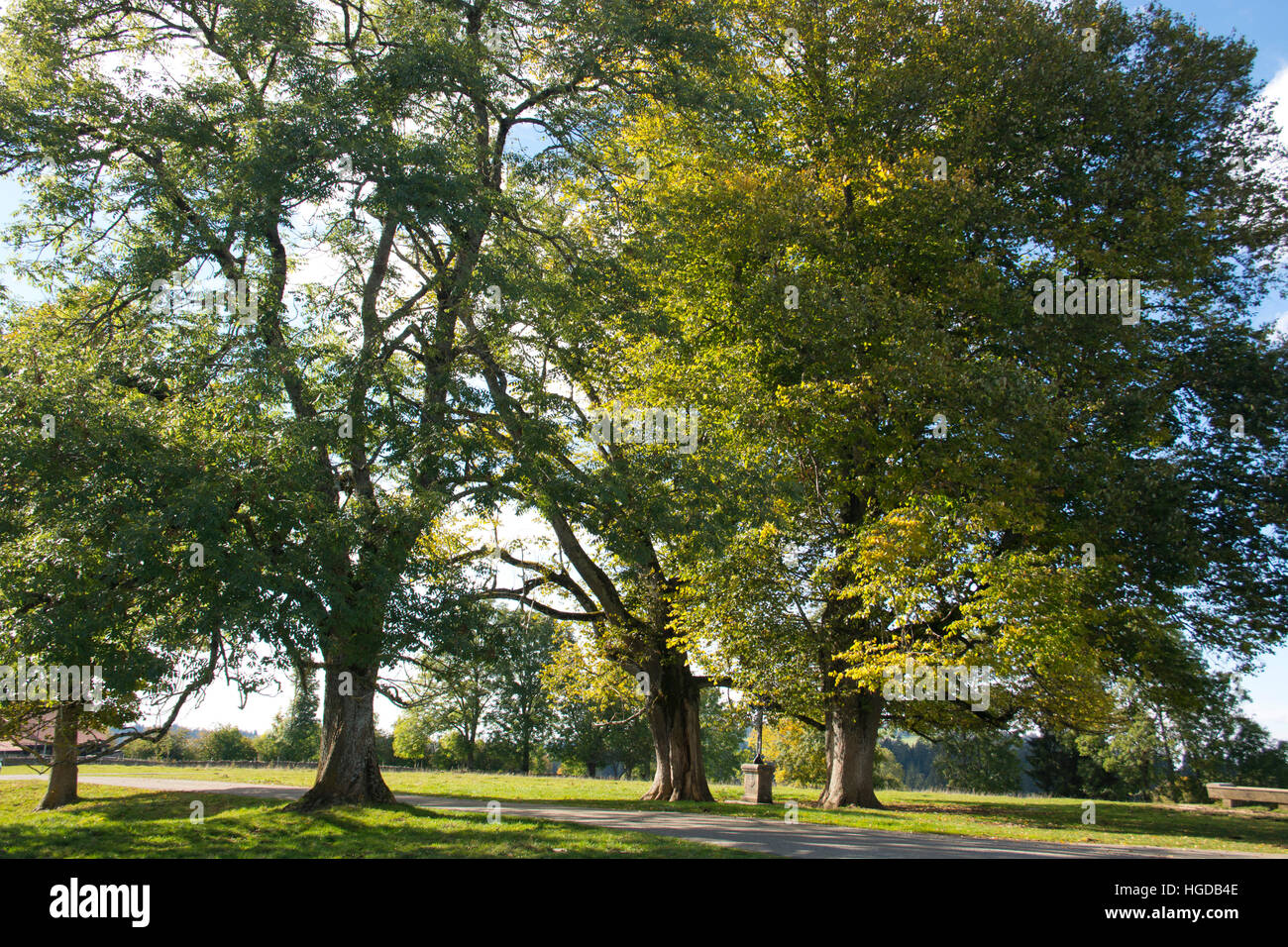 Roadside calvary with trees Stock Photo