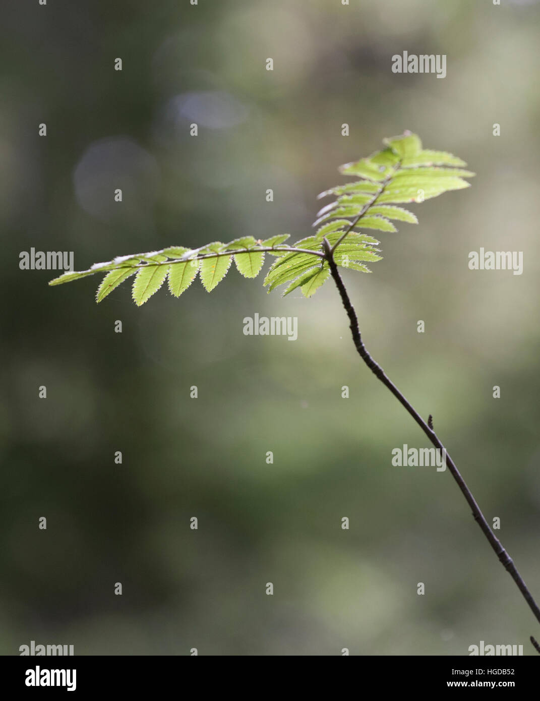 ROWAN BRANCH with leaves Stock Photo