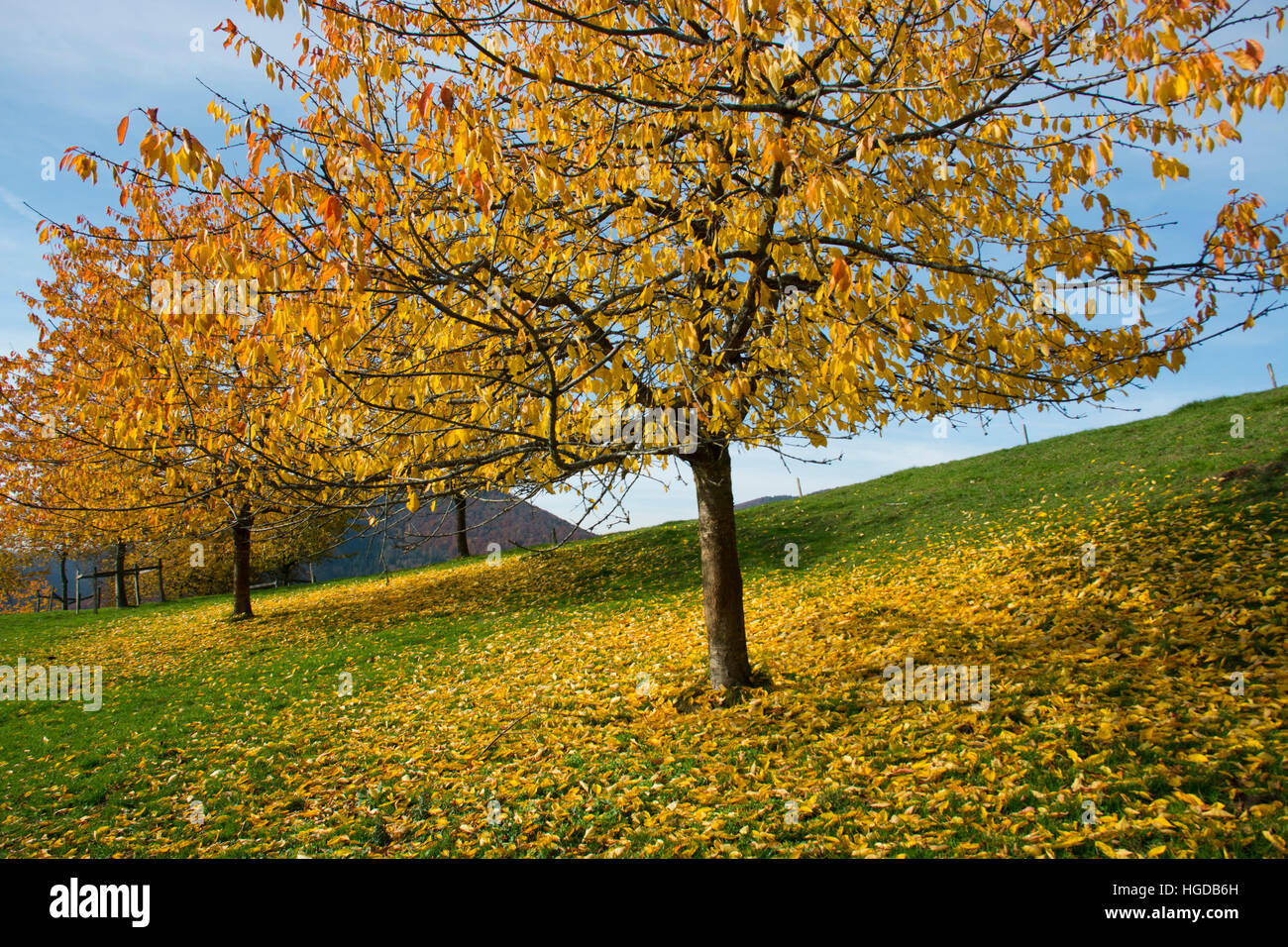 Fruit-trees in autumn Stock Photo
