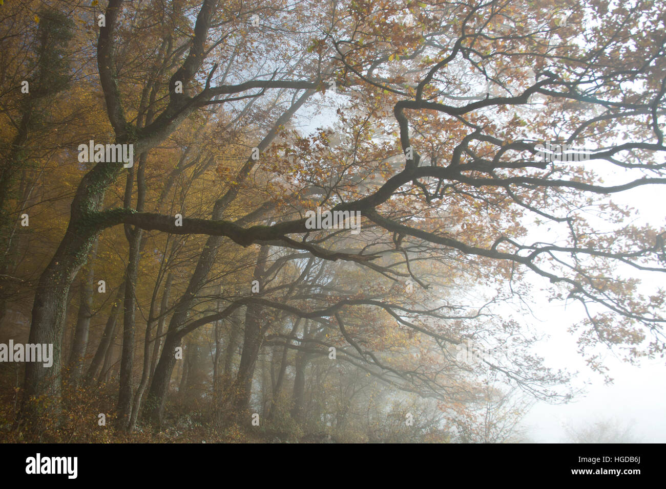 Oaks in the fog Stock Photo